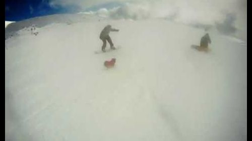 Stitch il cane delle nevi