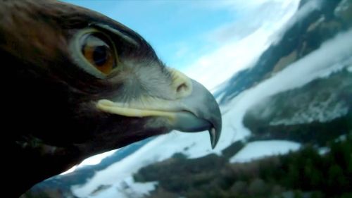 Fascinating pictures: an eagle flies down the kulm ski flying hill