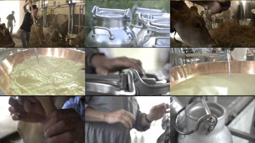 Trentingrana: il formaggio con la montagna nel cuore.